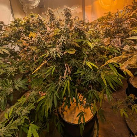 Sunset Sherbet