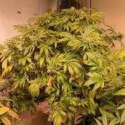 Forbidden Fruit
