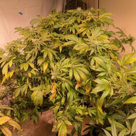 Forbidden Fruit