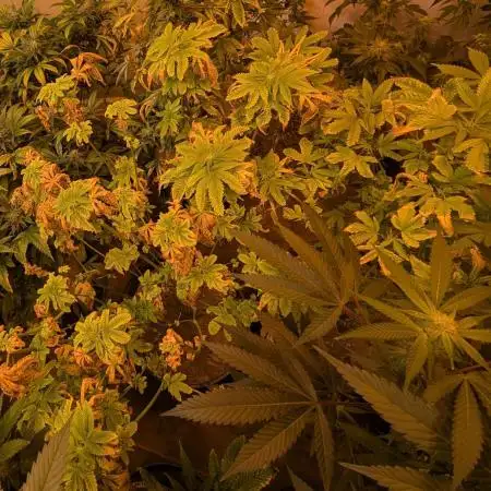 Pink Gelato