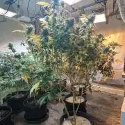 Killer Kush
