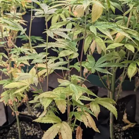 Killer Kush