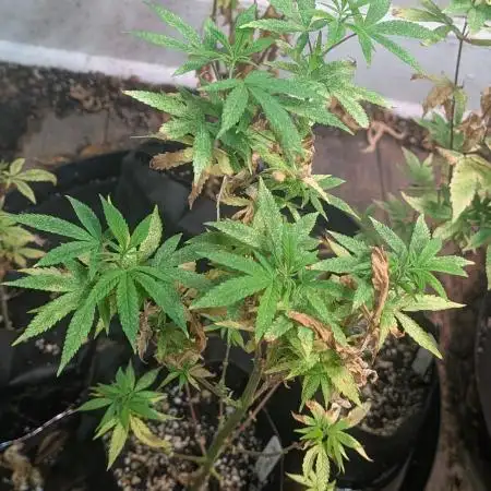 MAC Ganja
