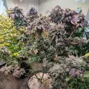 Pink Gelato