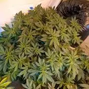 Forbidden Fruit