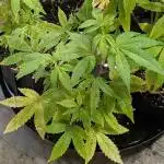 Killer Kush