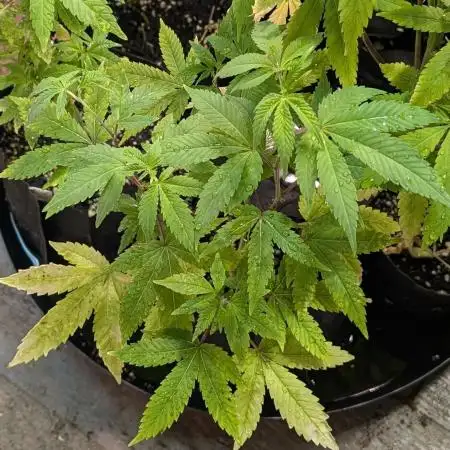Killer Kush