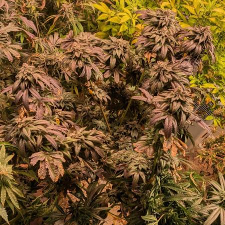 Pink Gelato