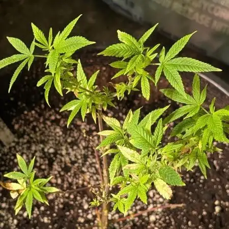 MAC Ganja