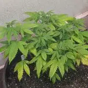 Aura Hash