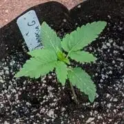 Amnesia Gas