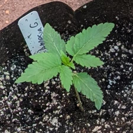 Amnesia Gas