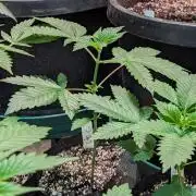 GMO Cookies