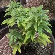 Sticky Broccoli