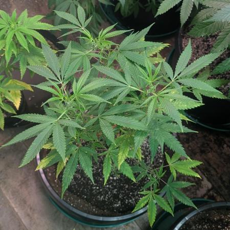 Sugar Black Rose