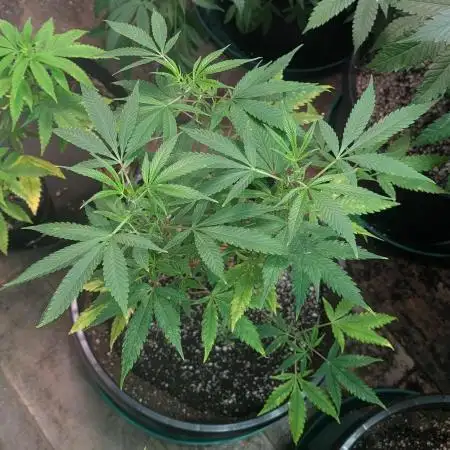 Sugar Black Rose