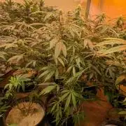 Sunset Sherbet