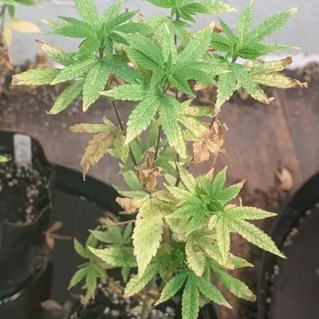 Pure Michigan