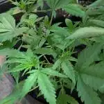 Gold Bar Kush