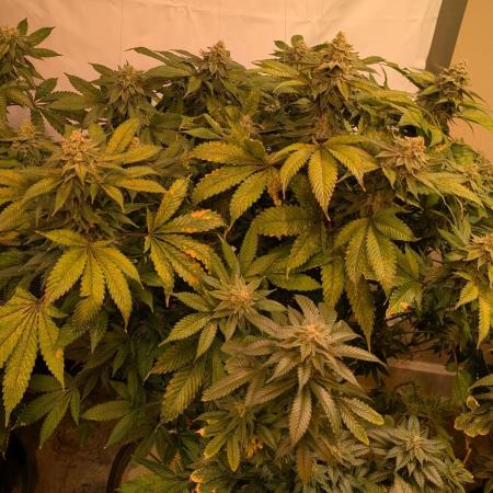 Fruity Pebbles