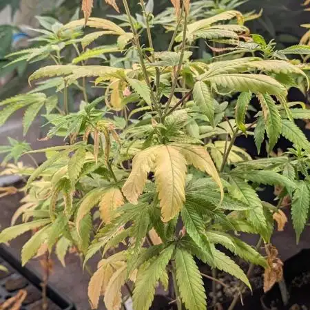 Red Mandarine