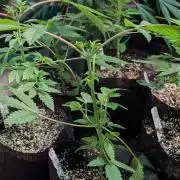 Papaya Stank