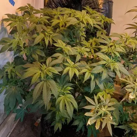 Forbidden Fruit
