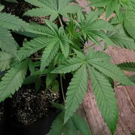 Strawberry Banana