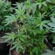 Papaya Stank