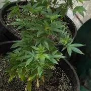 Amnesia Gas