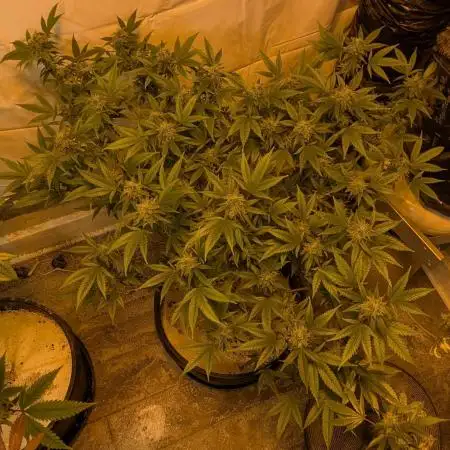 Dream Sherbet