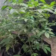 Papaya Stank