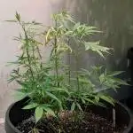 Gold Bar Kush
