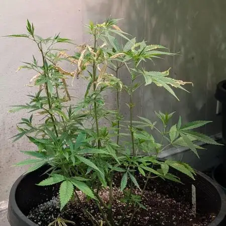 Gold Bar Kush