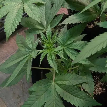 Killer Kush