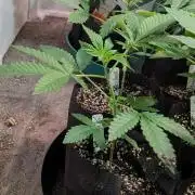 Papaya Stank
