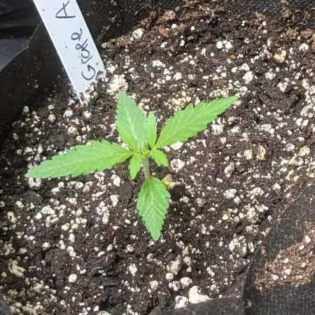 Grape Ape