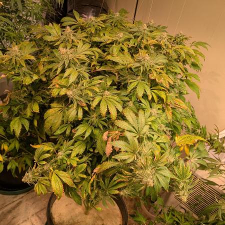 Forbidden Fruit