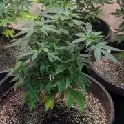Sticky Broccoli