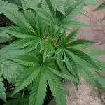MAC Ganja