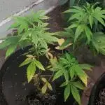 Hellfire OG