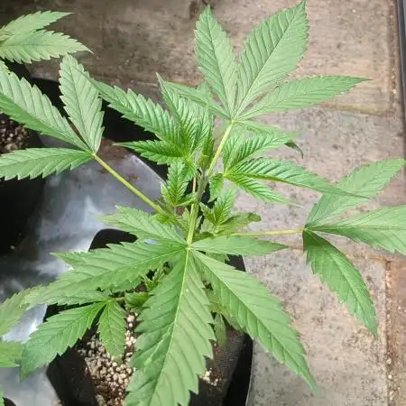 Fat Banana