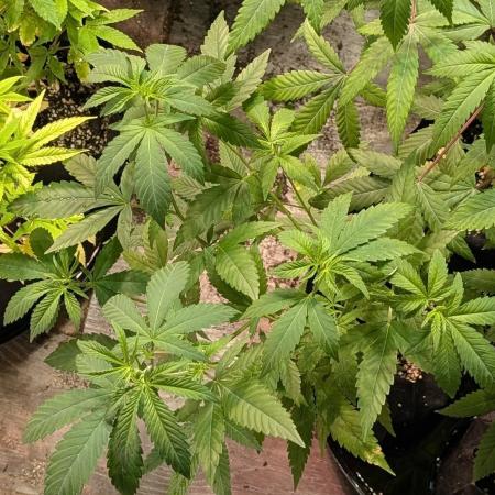 Hellfire OG