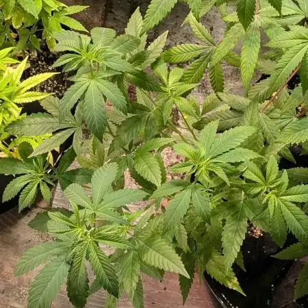 Hellfire OG
