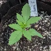 Banana Fumes