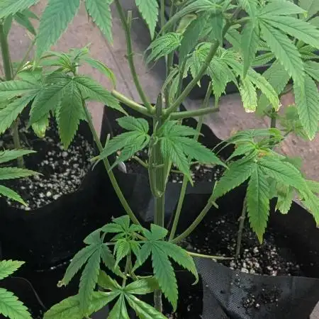 Red Mandarine