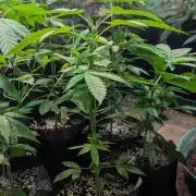Banana Fumes