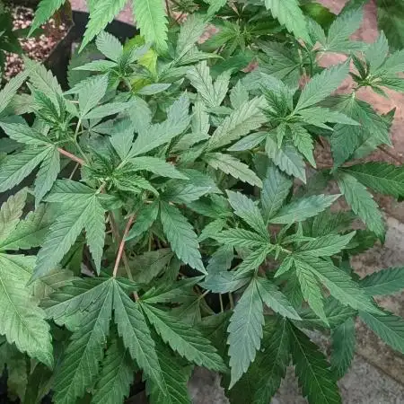 Grape Ape