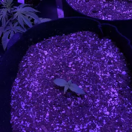Sweet Seed Auto Mix: Seed #3