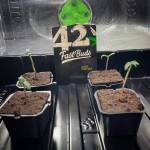 Cape Grows x Fastbuds Auto CBD